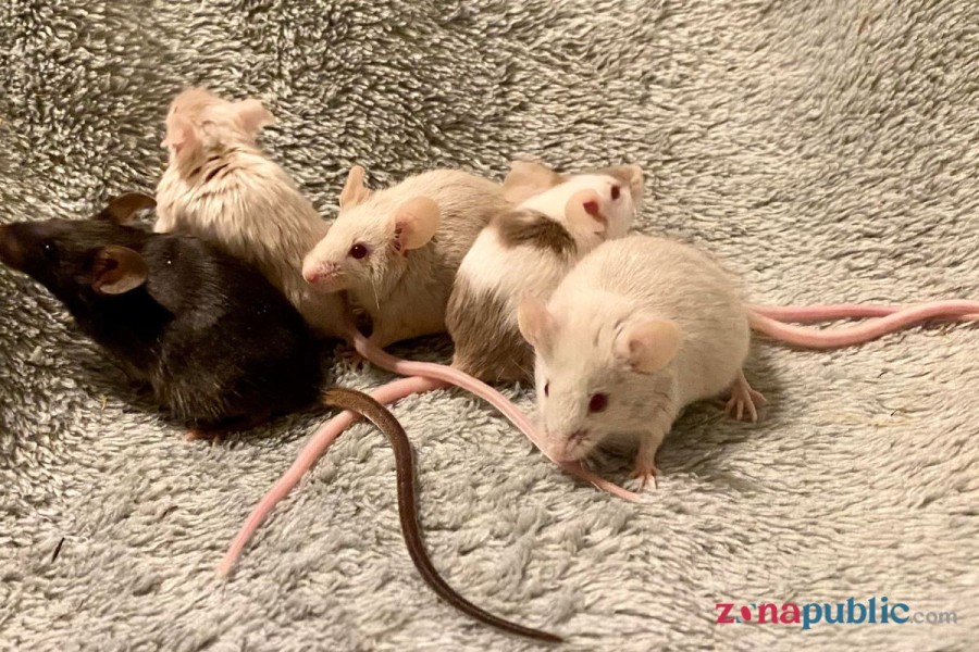 Tanaman Pengusir Tikus Dirumah yang Alami dan Mudah Dirawat