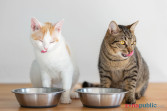 6 Merk Makanan Kucing Mengandung Babi, Intip Daftarnya
